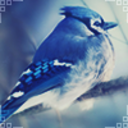 8luejay avatar