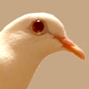 9-pigeon avatar