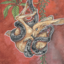 9tailedkestrel avatar