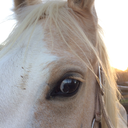 a-bit-of-buttercream avatar