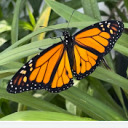 a-brilliante-mariposa avatar