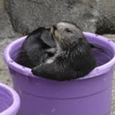 a-bucket-of-otters-blog-blog avatar