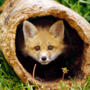 a-creature-approaches avatar