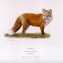 a-curious-fox avatar