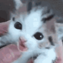 a-curious-lurker avatar