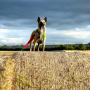 a-dog-like-that avatar