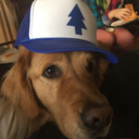 a-dog-wearing-a-hat avatar