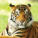 a-dose-of-daemonism avatar