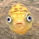 a-fishy-onado avatar