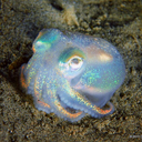 a-fox-named-owl avatar