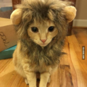 a-fuga-das-galinhas avatar