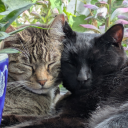 a-gentler-mel avatar