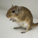 a-gerbil-named-dibbles avatar