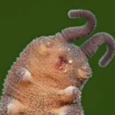 a-ghostlight-for-roman avatar