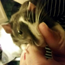 a-girl-and-her-rats avatar