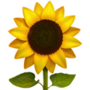 a-golden-sunflower-vol-6 avatar