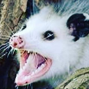 a-grumpy-opossum avatar