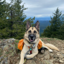 a-hiking-fish avatar