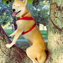 a-home-for-shibas avatar