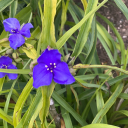 a-king-named-lear avatar