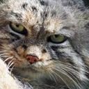 a-literal-manul avatar