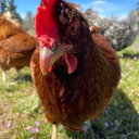 a-literate-chicken avatar