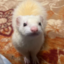 a-little-ferret avatar