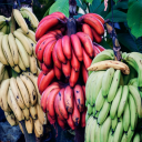 a-living-bag-of-bananas avatar