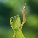 a-lizard-in-disguise avatar