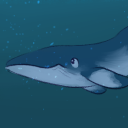 a-minke-whales-tale avatar