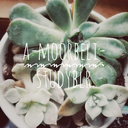 a-moorbeli-studyblr avatar