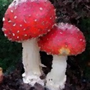 a-muscaria avatar