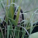 a-ning-the-light-of-my-life avatar