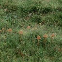 a-nonbinarygremlin avatar