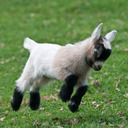 a-p-t-e-r-o-s avatar