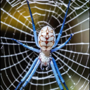 a-pan-with-pots avatar