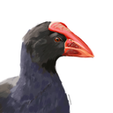 a-panicked-pukeko avatar