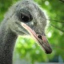 a-quietly-crying-ostrich avatar