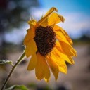 a-rather-wilted-sunflower avatar