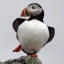 a-sadpuffin avatar