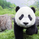 a-sexy-panda avatar