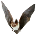 a-small-bat avatar