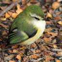 a-small-green-bird avatar