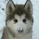 a-small-pup-in-the-snow avatar