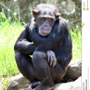 a-sorta-depressing-chimp avatar