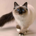 a-storebought-catboy avatar