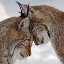 a-strangers-thoughtss avatar