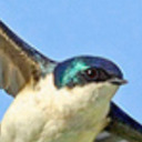 a-swoop-of-swallows avatar