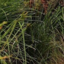 a-tad-too-much avatar