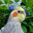 a-tiel-named-mallow avatar